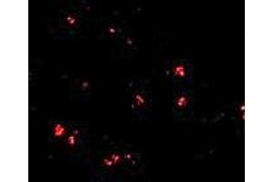Immunofluorescence (IF) image for anti-LAG1 Homolog, Ceramide Synthase 5 (LASS5) (C-Term) antibody (ABIN1030478)