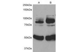 Image no. 1 for anti-Adaptor Protein, phosphotyrosine Interaction, PH Domain and Leucine Zipper Containing 1 (APPL1) (Internal Region) antibody (ABIN374837) (APPL1 Antikörper  (Internal Region))
