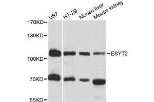 Western blot analysis of extracts of various cell lines, using ESYT2 antibody (ABIN6293823) at 1:3000 dilution.