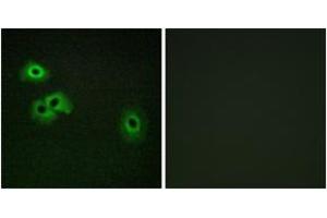 Immunofluorescence analysis of HepG2 cells, using Calmodulin (Phospho-Thr79+Ser81) Antibody. (Calmodulin 1 Antikörper  (pThr79))