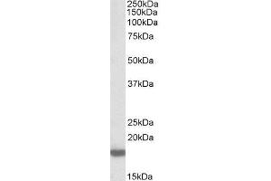 ABIN2564578 (0. (Pleiotrophin Antikörper  (Internal Region))
