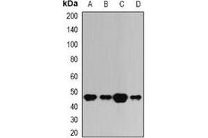 Western blot analysis of BAAT expression in A549 (A), HepG2 (B), mouse liver (C), rat liver (D) whole cell lysates.