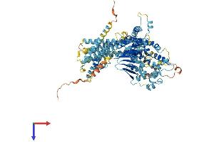 C8orf80 Protein (AA 1-796) (His tag)