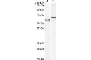 ABIN185143 (0. (POLL Antikörper  (C-Term))