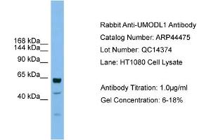 WB Suggested Anti-UMODL1  Antibody Titration: 0. (UMODL1 Antikörper  (Middle Region))