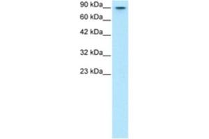 Western Blotting (WB) image for anti-V-Myb Myeloblastosis Viral Oncogene Homolog (Avian)-Like 2 (MYBL2) antibody (ABIN2463801) (MYBL2 Antikörper)