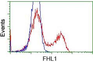 HEK293T cells transfected with either RC203478 overexpress plasmid (Red) or empty vector control plasmid (Blue) were immunostained by anti-FHL1 antibody (ABIN2453041), and then analyzed by flow cytometry. (FHL1 Antikörper)