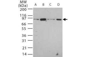 Western blot analysis of Tlr12 in 20 ug/lane of mouse (A) brain, (B) heart, (C) small intestine, (D) kidney tissue lysate.