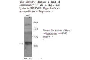 Image no. 1 for anti-BTG Family, Member 2 (BTG2) antibody (ABIN790848) (BTG2 Antikörper)