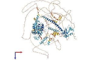 NFRKB Protein (AA 1-1299) (His tag)