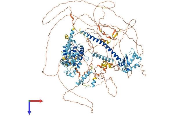 NFRKB Protein (AA 1-1299) (His tag)