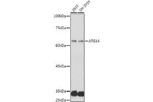 Western blot analysis of extracts of various cell lines, using  antibody (ABIN6131258, ABIN6137246, ABIN6137247 and ABIN6223428) at 1:1000 dilution. (ATG14 Antikörper  (AA 1-310))