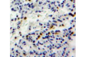 Used in DAB staining on fromalin fixed paraffin-embedded spleen tissue (GZMH Antikörper  (AA 19-246))