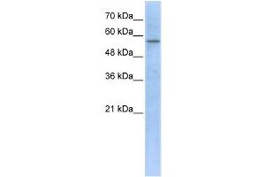 Western Blotting (WB) image for anti-3-Hydroxy-3-Methylglutaryl-CoA Synthase 1 (Soluble) (HMGCS1) antibody (ABIN2459210) (HMGCS1 Antikörper)