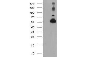 Western Blotting (WB) image for anti-Tubulin, alpha-Like 3 (TUBAL3) (AA 150-446) antibody (ABIN1490954) (TUBAL3 Antikörper  (AA 150-446))