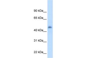 Western Blotting (WB) image for anti-Cytochrome P450, Family 3, Subfamily A, Polypeptide 7 (CYP3A7) antibody (ABIN2462477) (CYP3A7 Antikörper)