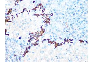 Immunohistochemistry of paraffin-embedded rat pancreas using GLP-1 Rabbit mAb (ABIN7267392) at dilution of 1:100 (40x lens). (Glucagon Antikörper)