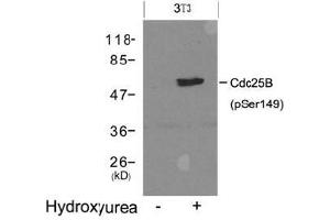Western blot analysis of extracts from 3T3 cells untreated (lane 1) or treated with Hydroxyurea (lane 2) using Cdc25B (Phospho-Ser149). (CDC25B Antikörper  (pSer149))