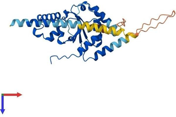 Nogo B Receptor Protein (NUS1) (AA 1-293) (His tag)