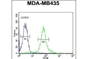 Flow Cytometry (FACS) image for anti-BTB and CNC Homology 1, Basic Leucine Zipper Transcription Factor 2 (BACH2) (AA 815-841), (C-Term) antibody (ABIN654092)