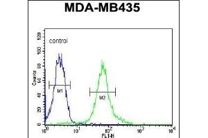BACH2 Antibody (C-term) (ABIN654092 and ABIN2843978) flow cytometric analysis of MDA-M cells (right histogram) compared to a negative control cell (left histogram). (BACH2 Antikörper  (C-Term))