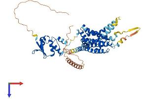 KCNA1 Protein (AA 1-495) (His tag)