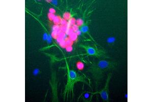 Rat brain neural cultures stained with RBFOX3 / NEUN antibody (red), chicken polyclonal antibody to GFAP (green) and DNA (blue). (NeuN Antikörper)