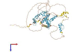 ZNF8 Protein (AA 1-575) (His tag)