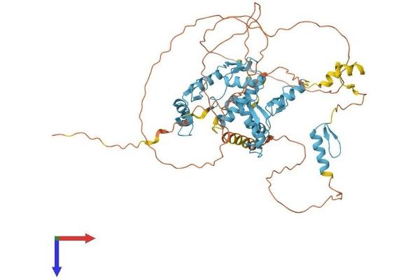 ZNF8 Protein (AA 1-575) (His tag)