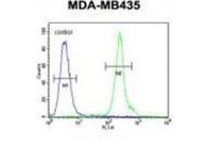 ZBBX Antibody (N-term) flow cytometric analysis of MDA-MB435 cells (right histogram) compared to a negative control cell (left histogram). (ZBBX Antikörper  (N-Term))