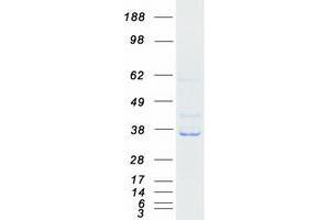 Validation with Western Blot (RASSF4 Protein (Myc-DYKDDDDK Tag))