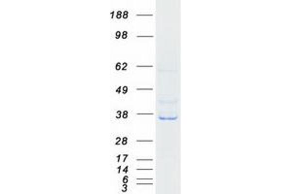 RASSF4 Protein (Myc-DYKDDDDK Tag)