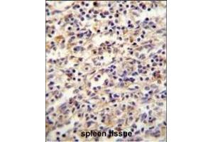 IGF2BP2 Antibody (C-term) (ABIN654086 and ABIN2843974) immunohistochemistry analysis in formalin fixed and paraffin embedded human spleen tissue followed by peroxidase conjugation of the secondary antibody and DAB staining.