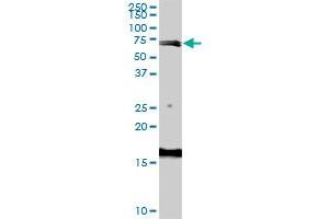 ABP1 polyclonal antibody (A01), Lot # 06198 (060717JCS1). (DAO Antikörper  (AA 501-599))