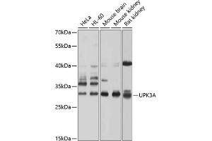 Western blot analysis of extracts of various cell lines, using UPK3A antibody (ABIN6128904, ABIN6149950, ABIN6149951 and ABIN6214142) at 1:1000 dilution. (Uroplakin 3A Antikörper  (AA 19-207))