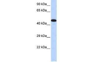 Western Blotting (WB) image for anti-A Kinase (PRKA) Anchor Protein 5 (AKAP5) antibody (ABIN2458236) (AKAP5 Antikörper)