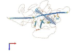 CENPJ Protein (AA 1-1344) (His tag)