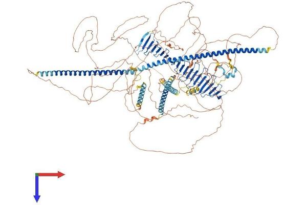 CENPJ Protein (AA 1-1344) (His tag)