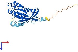 Rab4 Protein (AA 1-218) (His tag)