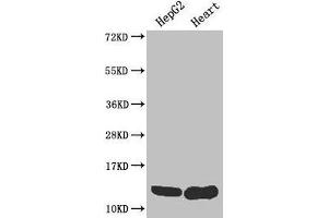 Western Blot Positive WB detected in: HepG2 whole cell lysate, Mouse heart tissue All lanes: WFDC2 antibody at 4 μg/mL Secondary Goat polyclonal to rabbit IgG at 1/50000 dilution Predicted band size: 13, 9, 12 kDa Observed band size: 13 kDa (WFDC2 Antikörper  (AA 31-124))