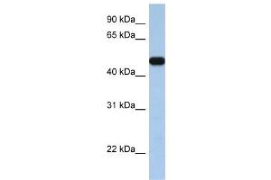 WB Suggested Anti-SLC25A46  Antibody Titration: 0.