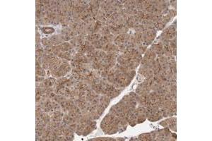 Immunohistochemical staining of human pancreas with MLLT4 polyclonal antibody  shows moderate cytoplasmic and strong luminal membranous positivity in exocrine cells at 1:200-1:500 dilution. (Afadin Antikörper)