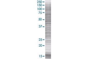 CACNG1 transfected lysate. (CACNG1 293T Cell Transient Overexpression Lysate(Denatured))