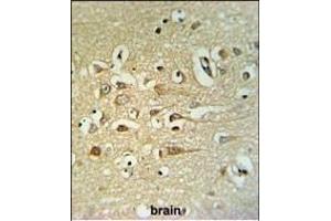 FA40B Antibody (N-term) (ABIN651327 and ABIN2840190) IHC analysis in formalin fixed and paraffin embedded human brain tissue followed by peroxidase conjugation of the secondary antibody and DAB staining. (STRIP2 Antikörper  (N-Term))