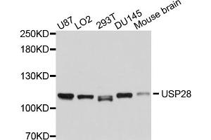 Western blot analysis of extracts of various cell lines, using USP28 antibody (ABIN4905575) at 1:1000 dilution.