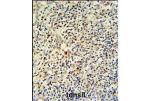 FLI-1 Antibody IHC analysis in formalin fixed and paraffin embedded human tonsil tissue followed by peroxidase conjugation of the secondary antibody and DAB staining. (FLI1 Antikörper  (N-Term))