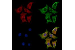 ABIN7094250 and ABIN7098297 staining HepG2 cells by IF/ICC. (GAS7 Antikörper  (Internal Region))