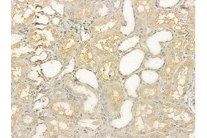 ABIN6258961 and ABIN6274952 at 1/100 staining human normal kidney tissue by IHC-P. (CHST10 Antikörper  (Internal Region))