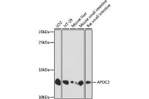 APOC3 Antikörper