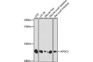 Western blot analysis of extracts of various cell lines using APOC3 Polyclonal Antibody at dilution of 1:1000. (APOC3 Antikörper)